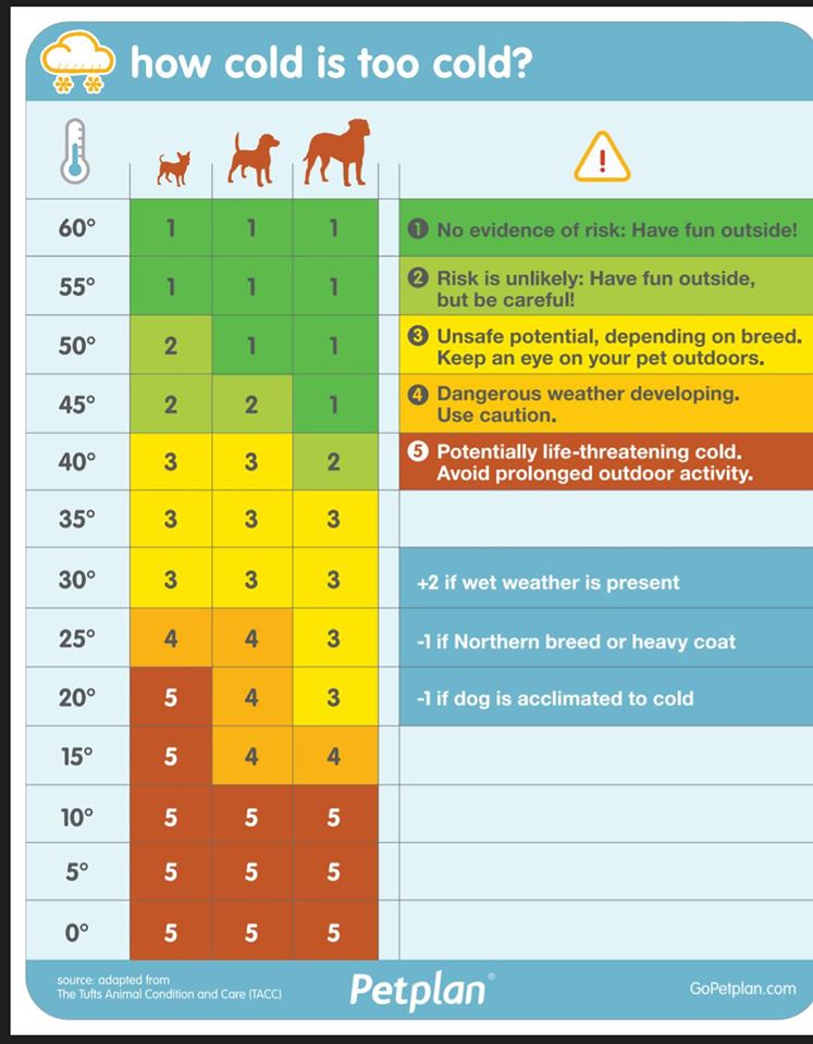 Dog Temperature Chart